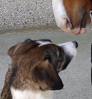 Horse & Dog Training