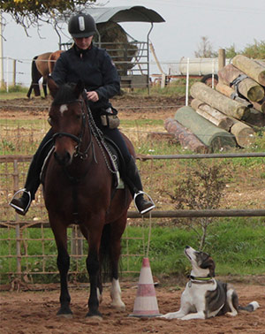 Horse & Dog Training