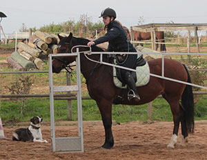 Horse & Dog Training
